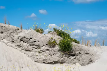Fototapete Sand martin - Oeverzwaluw   Marker Wadden © Holland-PhotostockNL