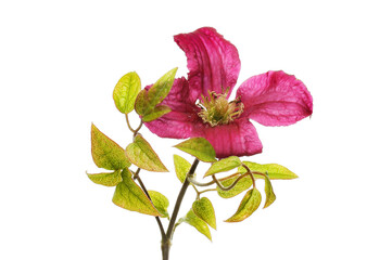 Clematis flower and foliage