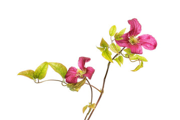 Naklejka na ściany i meble Clematis flowers and foliage