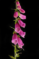 Obraz premium Foxgloves against black