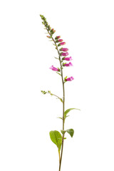Foxgloves plant isolated