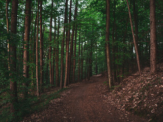 Obraz premium path in the woods