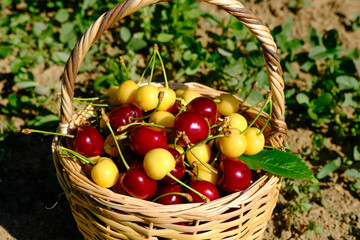 basket of red and yellow cherries on the ground. Differences, variation, diversity.
