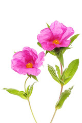 Two rock rose flowers
