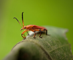 Beautiful insects closeup