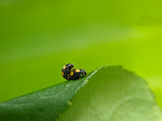Lady bugs love closeup