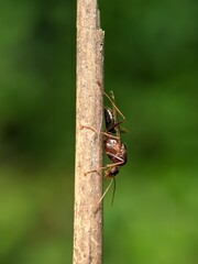 Insects closeup click