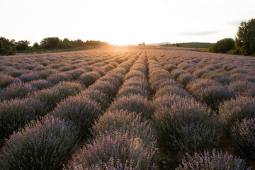 Obraz na płótnie Canvas Sunset sky over a summer lavender field