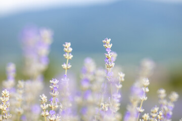 Naklejka na ściany i meble Lavender flowers in flower garden. Lavender flowers lit by sunlight