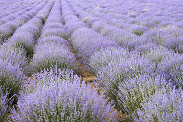 Fototapeta na wymiar Blooming lavender field at sunset