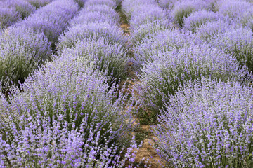 Obraz na płótnie Canvas Blooming lavender field at sunset