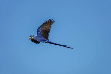 Hyacinth Macaw Anodorhynchus hyacinthinus Flying in Blue Sky © FootageLab