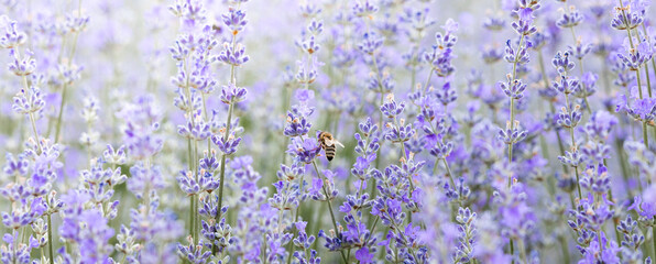 Honey bee pollinating lavender flowers. Plant decay with insects. Blurred summer background of...
