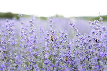 Honey bee pollinating lavender flowers. Plant decay with insects. Blurred summer background of lavender flowers