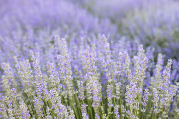 Purple abstract background, lavender field with