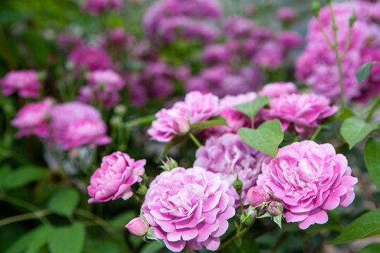 image of garden rose background
