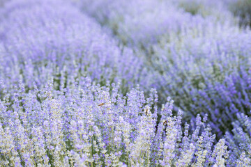 Fototapeta na wymiar Purple lavender flowers in the field