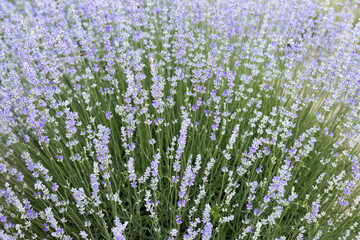 Purple lavender flowers in the field