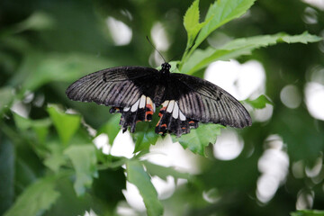 Fototapeta na wymiar Butterfly called Papilio rumanzovia, the scarlet Mormon or red Mormon