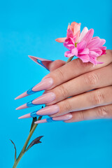 Hand with long artificial french manicured nails and pink daisy flower, blue background. Fashion and stylish manicure.