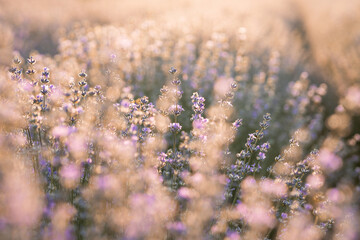 Beautiful sunlit lavender field, closeup. Banner design