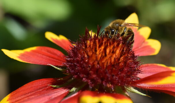 Biene auf einer Kokardenblume