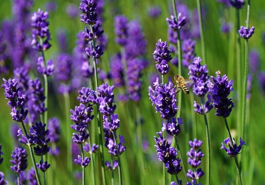 Honeybee in a lavender plant