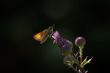 Small Skipper butterfly (Thymelicus sylvestris) on a Thistle flower isolated against a dark...