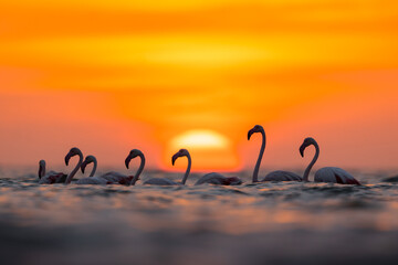 Flock of greater flamingos against beautiful sunrise