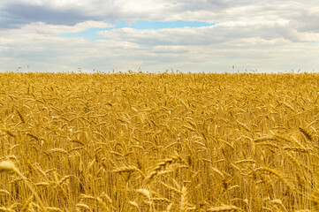Wheat yellow feald with blue cloudy sky in summer
