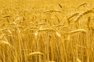 Yellow gold wheat in the field