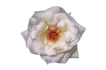 beautiful white rose flower isolated on white
