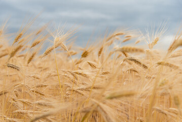 Fototapeta premium A field of rye against a blue sky. Background. Nature. Summer harvest.