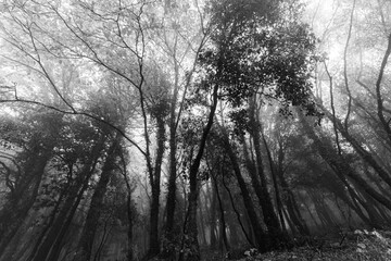 Trees in the middle of fog