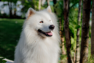 adorable samoyed purebred dog