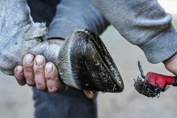 Man farrier using pick knife tool to clean horse hoof, before applying new horseshoe. Closeup up...