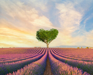 Fototapeta na wymiar Field of lavender flowers in full bloom and lonely heart tree at sunset. beautiful inspiring landscape, colorful beauty of nature