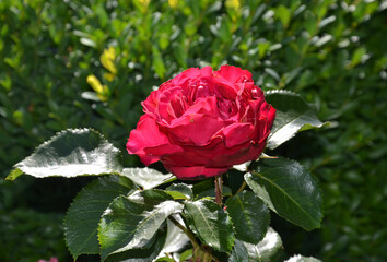 Rote Rose blüht im Sommergarten in der Sonne