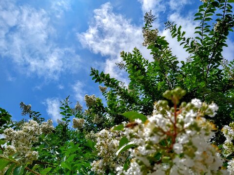 white crape Myrtle tree and cloudy summer sky