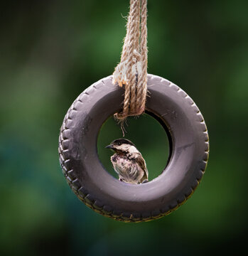 one black capped chickadee perched on a little tire swing with rope