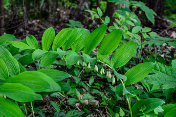 It is polygonatum odoratum flower with white flowers.