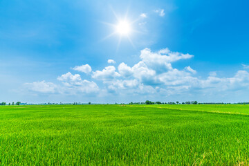 Scenic view landscape of Rice field green grass with field cornfield or in Asia country agriculture harvest with fluffy clouds blue sky daylight background. - Powered by Adobe