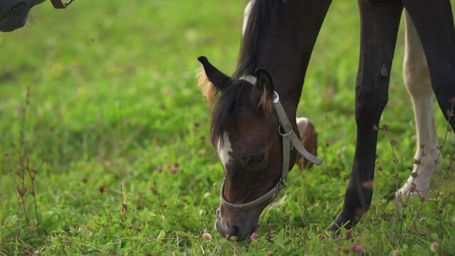 Dark brown Arabian horses grazing on green field, small foal and mother near, closeup detail