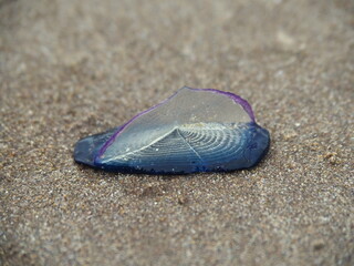 Fototapeta na wymiar By the wind sailor (velella) on sand with purple border