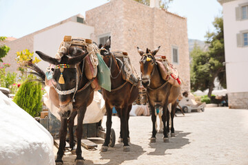 Cute donkeys with tack and pretty accessories on city street