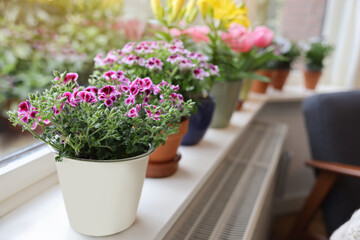Fototapeta na wymiar Beautiful blooming pelargonium plant in flowerpot on windowsill indoors, space for text