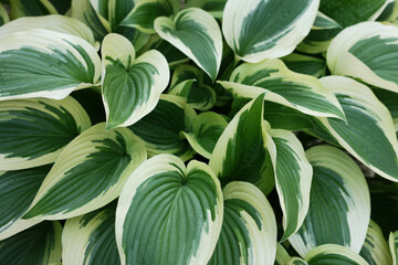 Fototapeta na wymiar Beautiful plantain lily plant with bright leaves as background, closeup