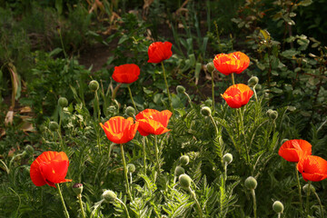 Beautiful red poppy flowers outdoors on sunny day