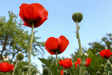 Beautiful red poppy flowers outdoors, low angle view