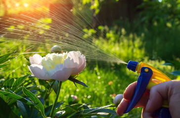 Spraying for the prevention of peony flowers in the garden. Flowerbed care